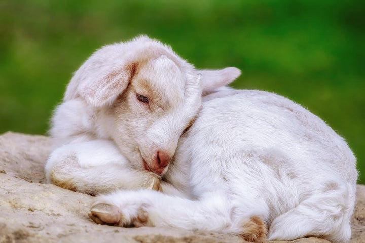 7 Health Reasons to Choose Goat Milk Baby Formula - Formuland