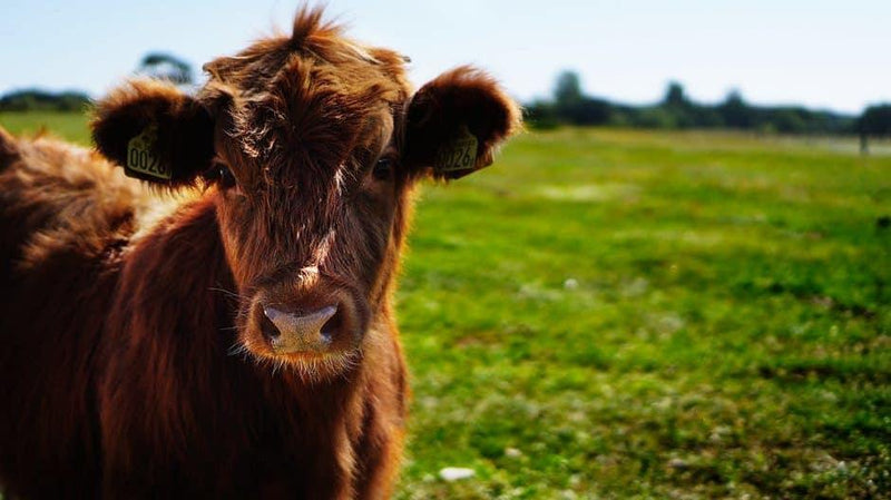 Goat Milk Formula vs. Cow Milk: What’s the Difference for My Baby? - Formuland