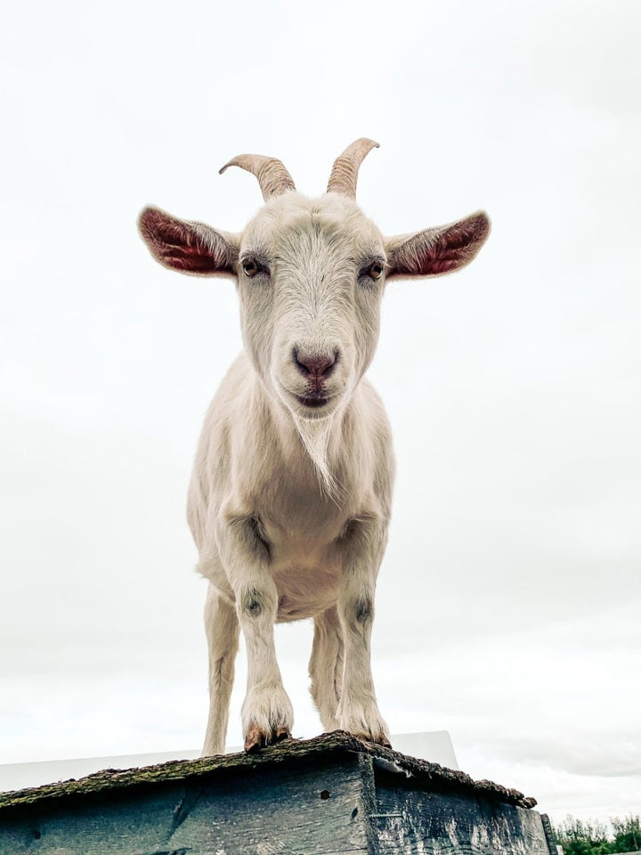 The Benefits of Goat Milk Formula for Babies - Formuland
