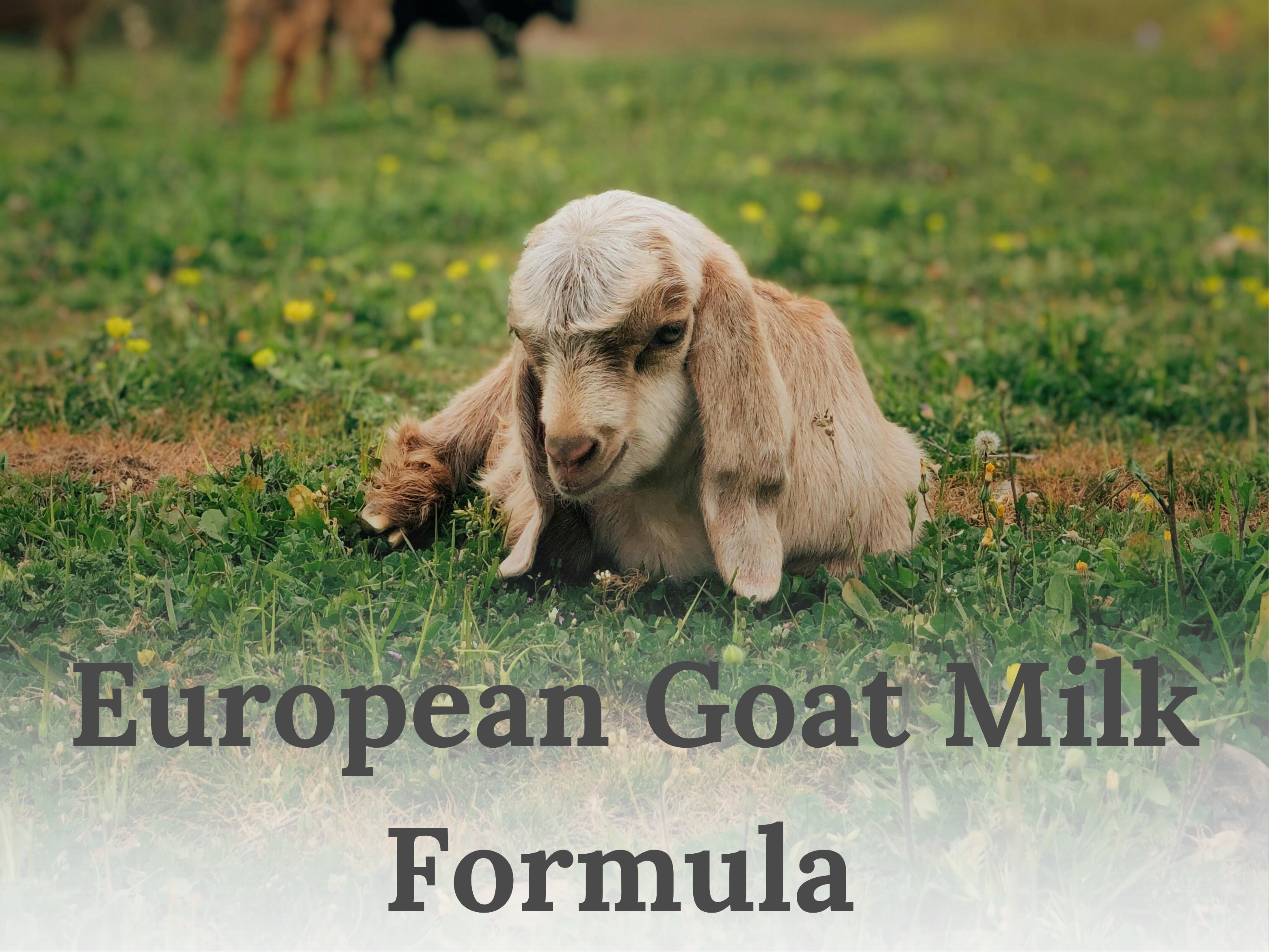 Goat Milk Formula | Buy Goats Milk Formula - Formuland